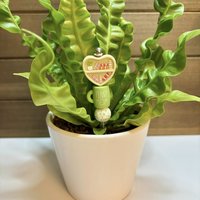 Plant Mom Fuel